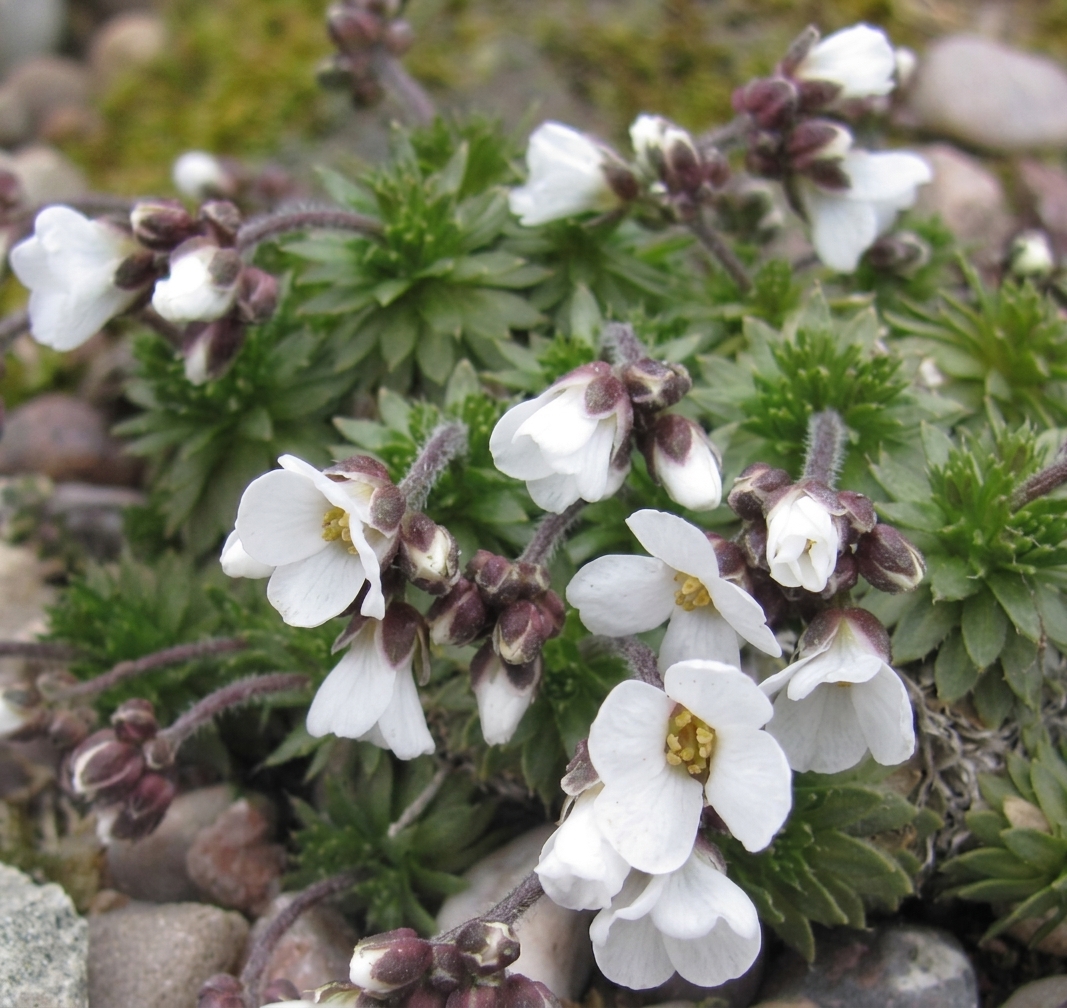 Draba dedeana 